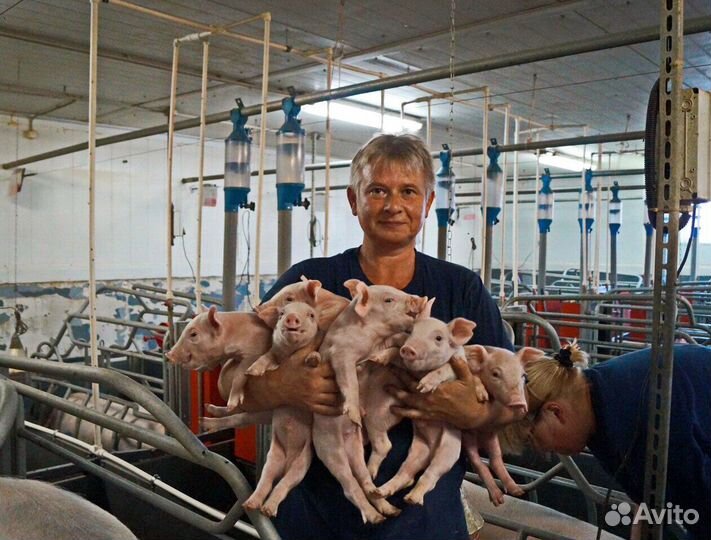 Работник на свиноводческую ферму(Вахта)