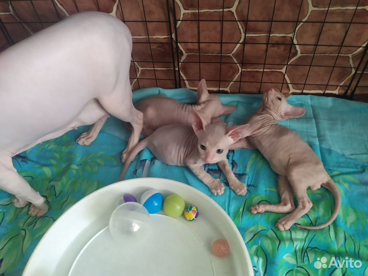 Котята сфинкс продам