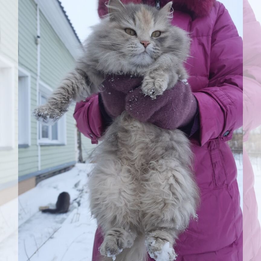 В Добрые руки Котёнок,около 3 месяцев