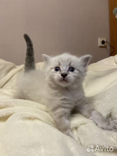 Котенок девочка невская маскарадная