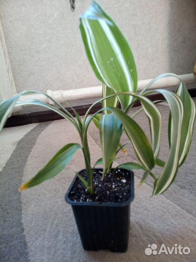 Драцена Сандериана Виктори,sanderiana 