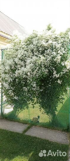 Клематис ломонос