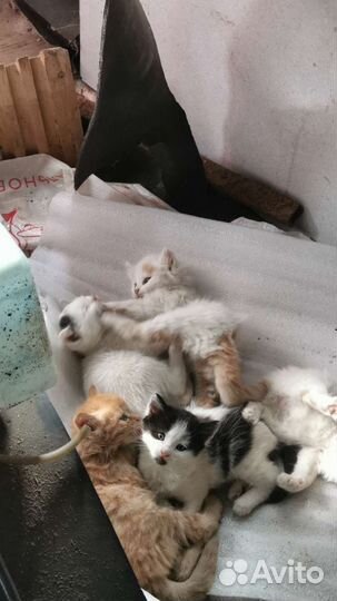 Кошка в дар