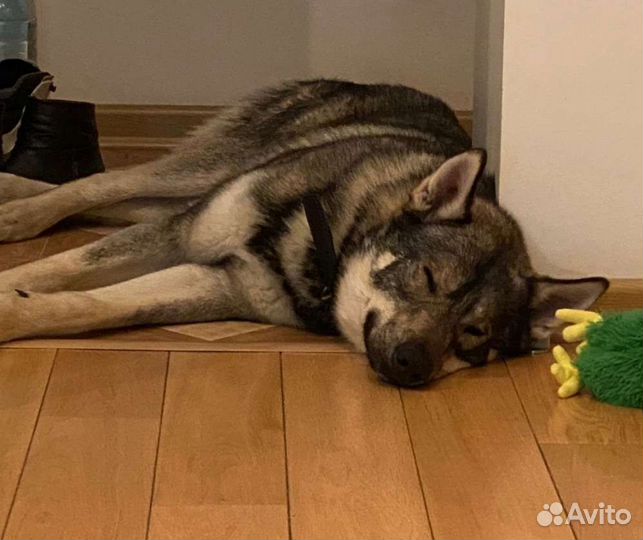 Собака в добрые руки