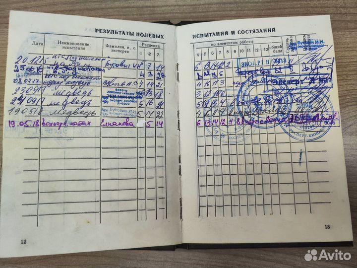 Русско европейская лайка