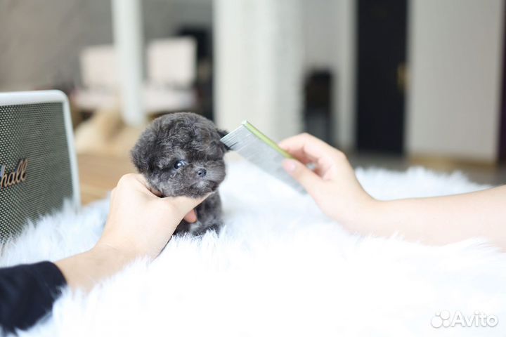 Той-пудель из Кореи