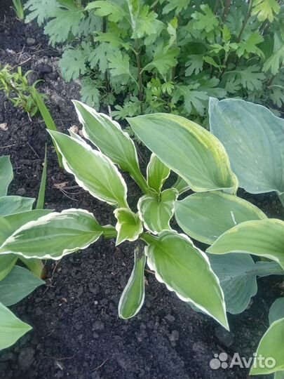 Хоста растение