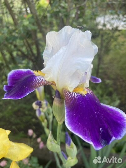 Ирисы высокие желтого цвета, сортовые