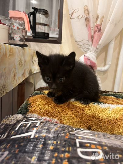 Прекрасные котятки ищут дом