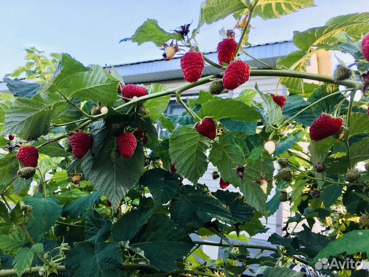 Саженцы малина ремонтантная Карамелька