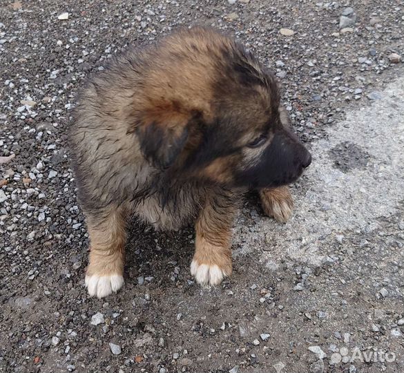 Отдам бесплатно щенки