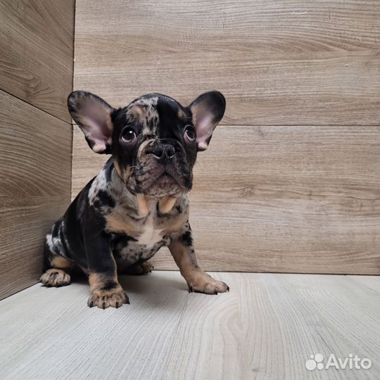 Французский бульдог дарк мерле