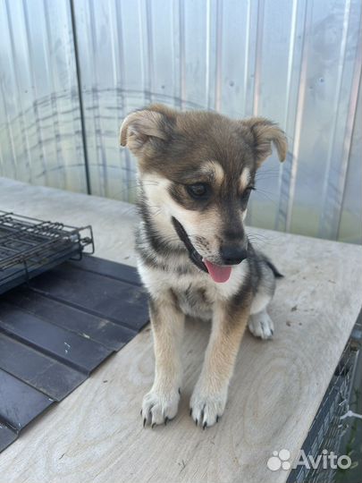 Щенок в добрые руки