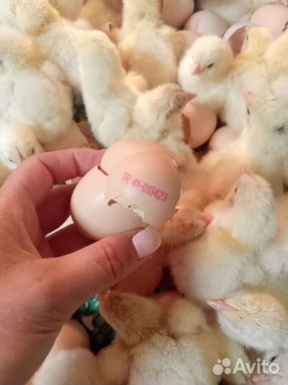 Бройлер Кобб 500 (импорт)