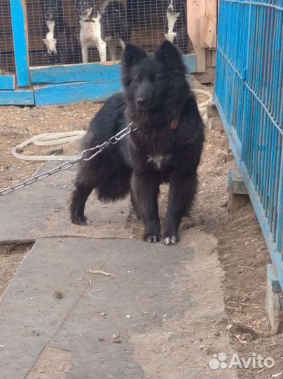 Щенок в добрые руки бесплатно