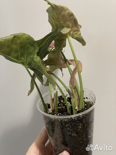 Сингониум неон пинк