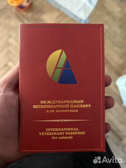 Щенок Джек рассел терьер