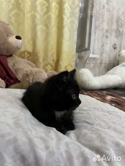 Котята в добрые руки бесплатно