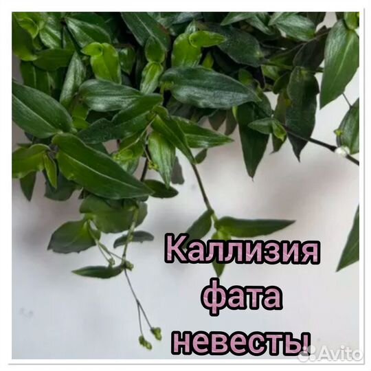 Традесканция