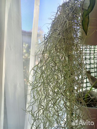 Теландсия атмосферный цветок