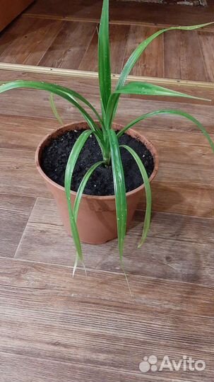 Пальма панданус