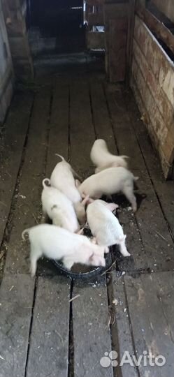 Поросята ландрас