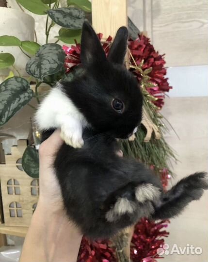 Декоративные кролики. Малыши