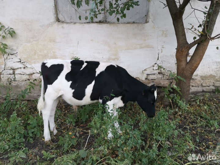 Телята бычки