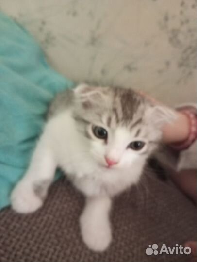 Кошки породистые