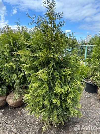 Туя Брабант 160-180см