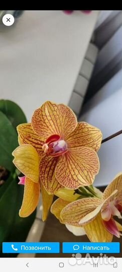 Байкальские орхидеи