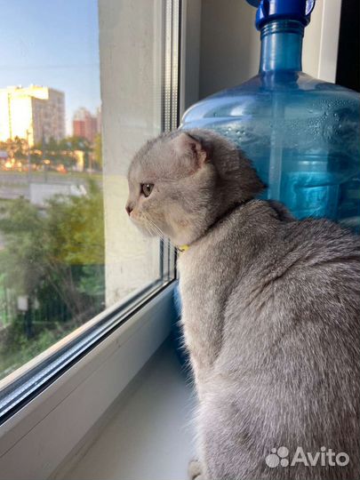 Шотландский кот вязка