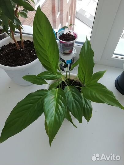 Спатифиллум (женское счастье) Молодые отростки