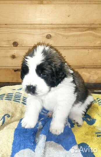 Продам щенков московской сторожевой