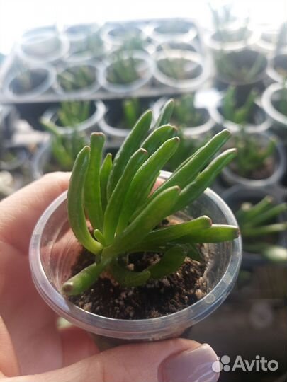 Крассула Хоббит