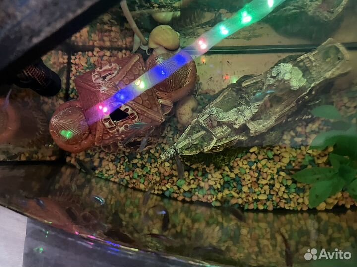Аквариум с рыбками