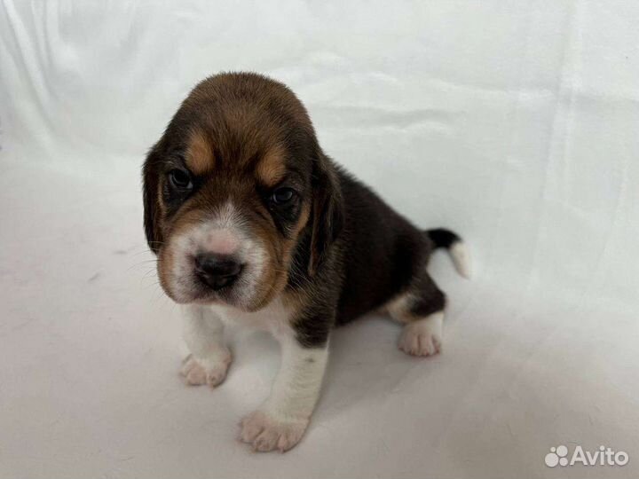 Щенки бигль