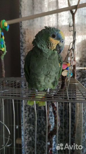Попугай Венесуэльский Амазон