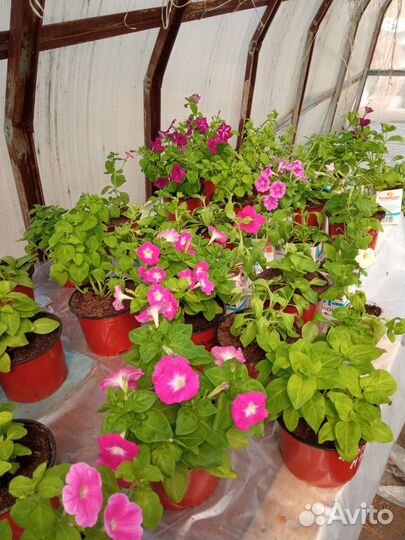 Рассада Петунии