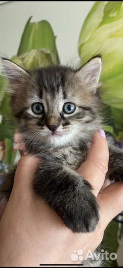 Котята в добрые руки мальчики