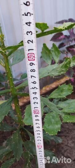 Большой кактус