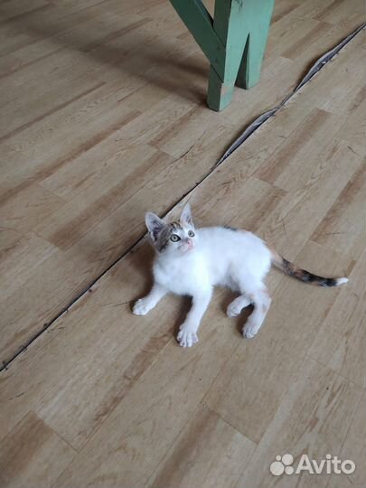 Кошечка в добрые руки