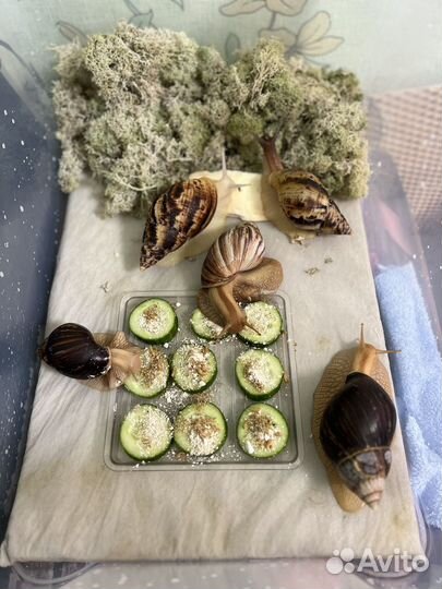 Улитки ахатины иммакулята