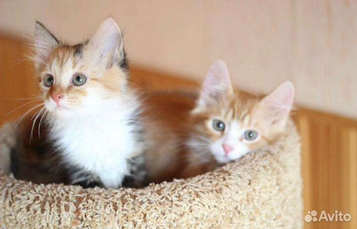 Трехцветочка и рыжий котенок в дар