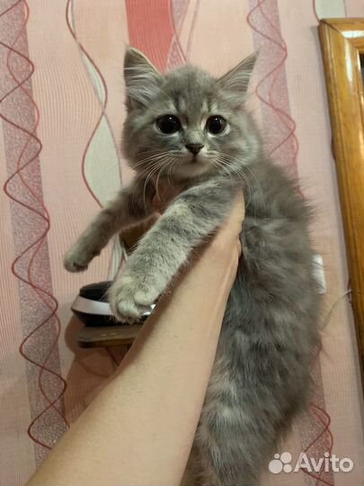 Кошечка в добрые руки