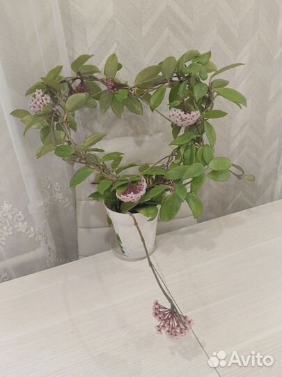 Хойя взрослая цветущая