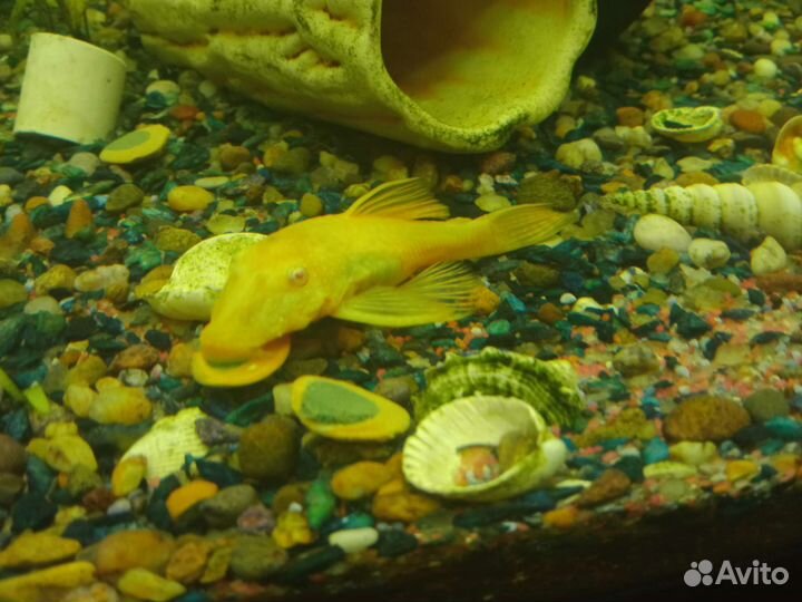 Анцитрус жёлтый.Камень песчанник для аквариума