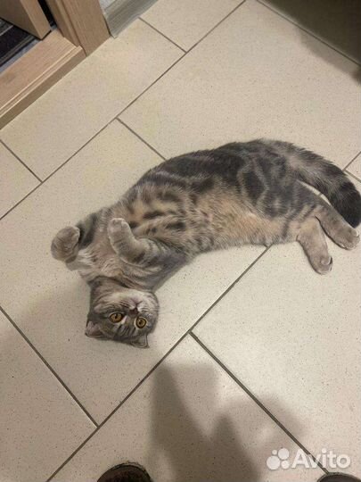 Британские котята