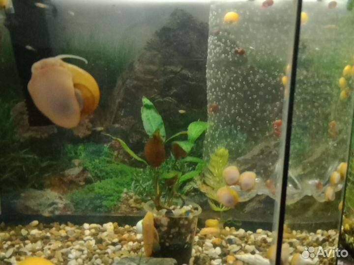 Улитки ампулярии