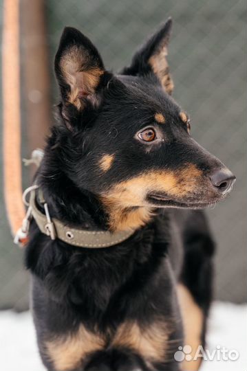 Не крупная собака ищет дом